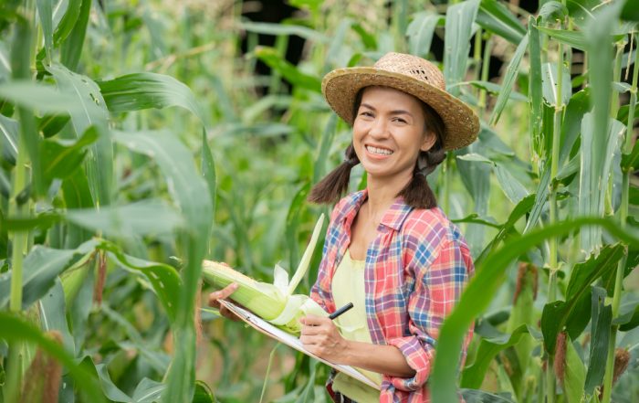 o que é engenharia agrícola mulher trabalha no milharal com chapéu e camisa quadriculada, enquanto segura prancheta