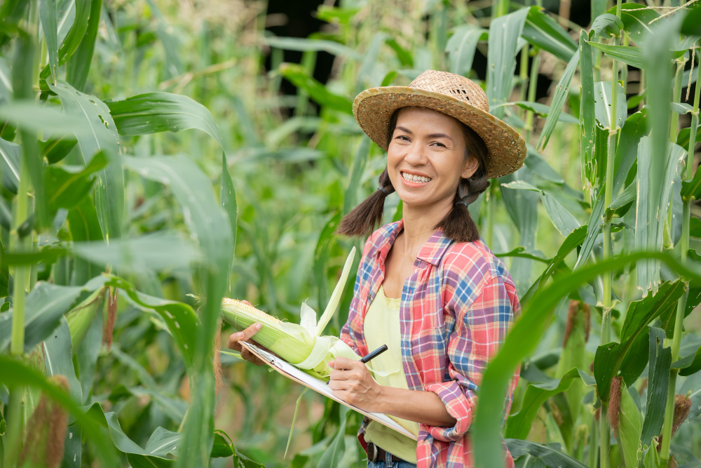 o que é engenharia agrícola mulher trabalha no milharal com chapéu e camisa quadriculada, enquanto segura prancheta